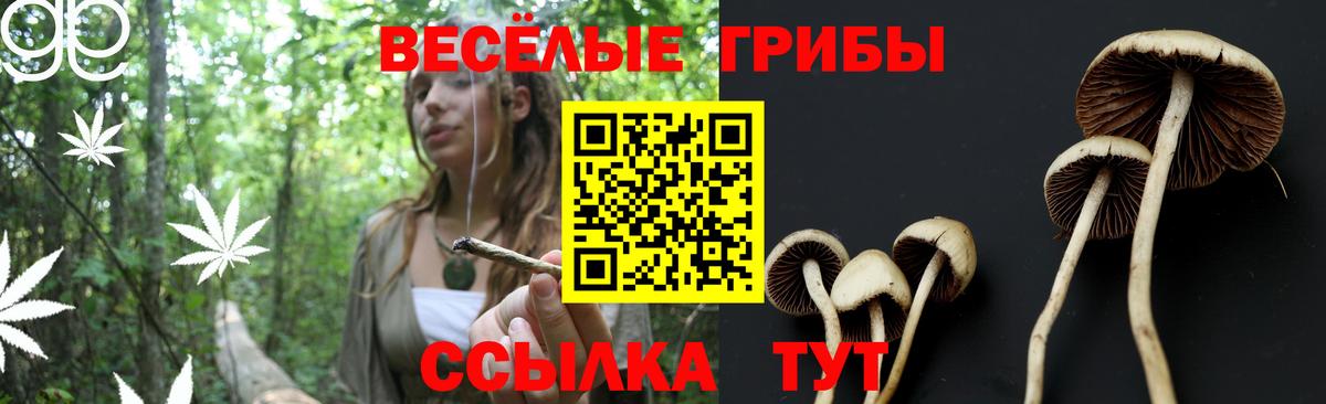Галлюциногенные грибы Psilocybe  Вход с VPN  Тихорецк 